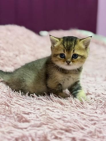 pişik alıram: Şinşilla, Erkək, Dişi — 4