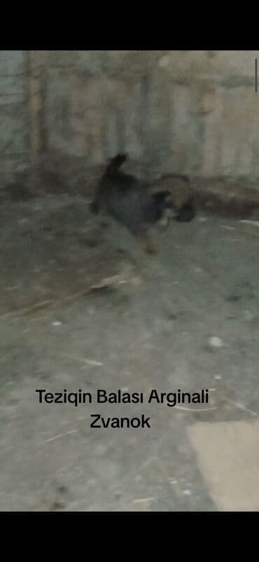 пекинес цена в баку: Звонок — 4