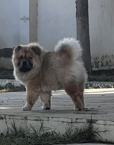 bakida it bazari: Çau-Çau, 7 ay, Erkek, Sənədli, Ünvandan götürmə, Pulsuz çatdırılma — 3