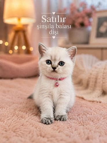 Şinşilla, Dişi, Ödənişli çatdırılma