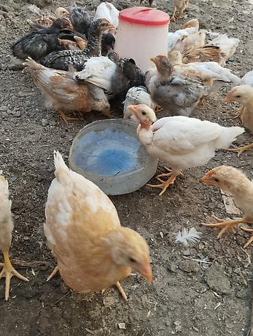 Toyuq cücələri, Ətlik lalafo.az -da Toyuq cücələri, Ətlik