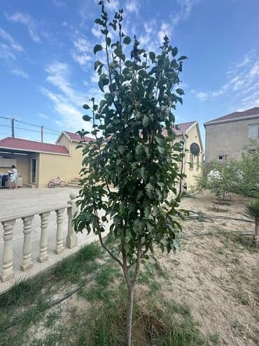 üzüm ağacı: Məhsul: Həyətyanı sahə üçün meyvə ağacları (yaşıl bağ — 1