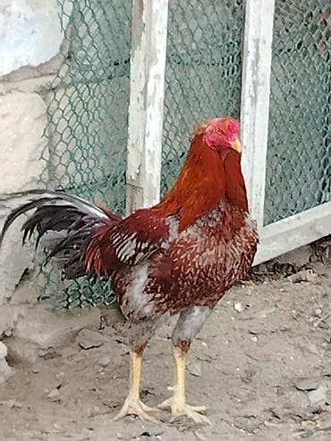 sultan xoruz: Heyratı xoruz. Real alıcıya endirim edə bilərəm — 1