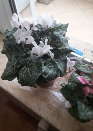 комнатные растения баку: Çöl bitkiləri — 3