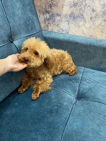 itlerin davasi: Pudel, 6 ay, Dişi, Peyvəndli — 2