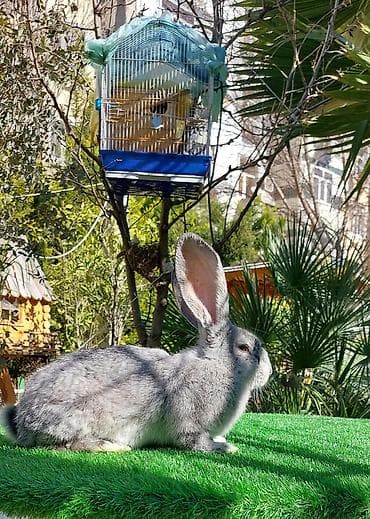 heyvanlar at: Wekilde gorduyunuz temiz Qan 2 ay yarimliq Rizen bala satilir xeyvanin — 5