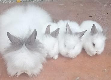 Dekorativ Lionhead bala dovsanlar Ve Qulaqi sallag dovsanda satilir