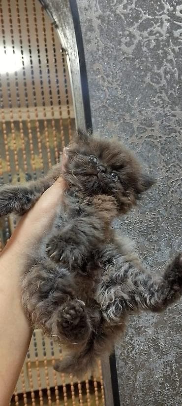 pişim: Britan — 6