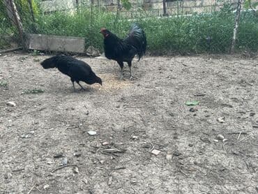 kend colpaları: Toyuq, Damazlıq — 2