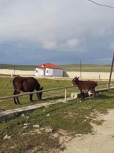 ucuz itlər: Salam Eşşək satılır Süd verən Eşşəkdir Balası ilə birlikdə satılır — 2