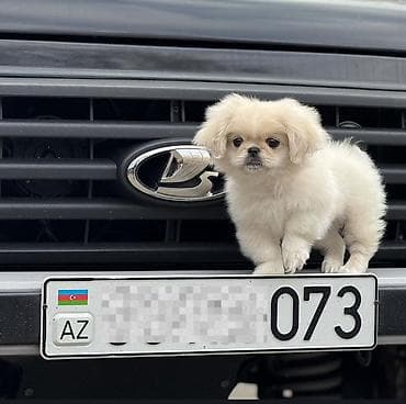 Pekines, 3 ay, Erkek, Peyvəndli, Ünvandan götürmə