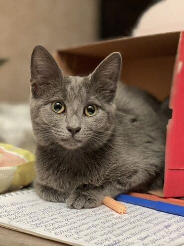 Britan lalafo.az -da Britan