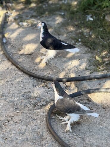 мейн кун купить в баку: Salam herkese Dekorativ goyercinler satilir 0504240736 Unvan seki — 2