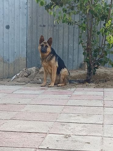 ov iti satilir: Alman çoban iti, Erkek — 2