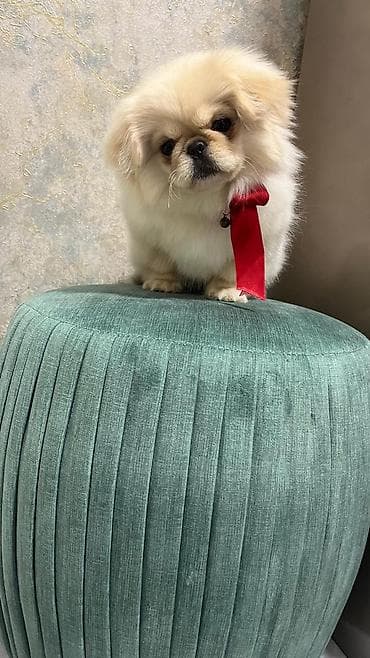 azerbaycan it adlari: Pekines, 4 ay, Dişi, Peyvəndli, Ünvandan götürmə — 6