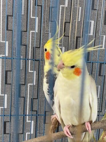 danişan quş: Salam. ENDİRİMLƏR🦜🐦 Qiymət dənə düşməmişlər 35 m başlayır — 9