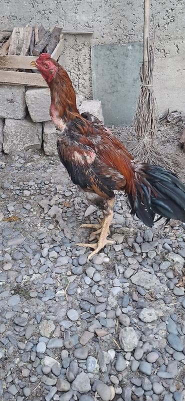 Heyvanlar: Heyratı xoruzu 11 aylıq dı — 3