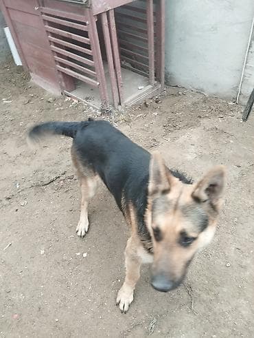 Asia: Немецкая овчарка, Самец — 3