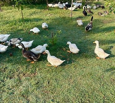 quş bazarı: Ördək yumurtası, biri -0,50 10 dən — 3