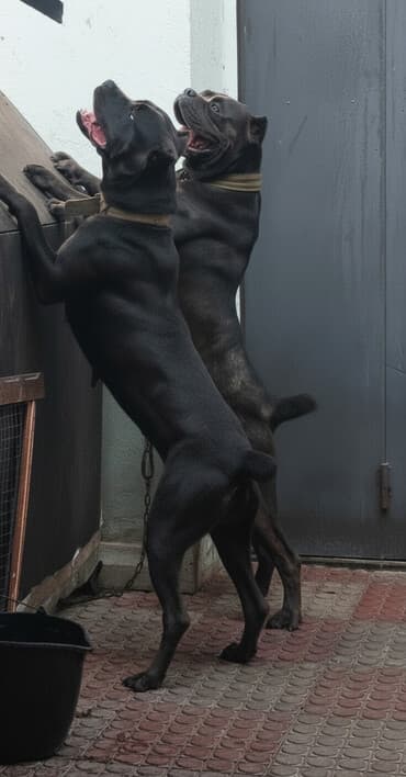 Kane-Korso, 2 il, Erkek, Peyvəndli, Ünvandan götürmə lalafo.az -da Kane-Korso, 2 il, Erkek, Peyvəndli, Ünvandan götürmə