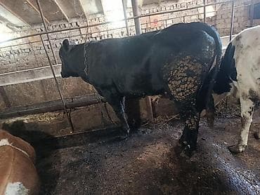 dalmatin satilir: Erkek kök dana satilir 8.2 manatdan diri çekiyle terezide. Unvan Baki — 3