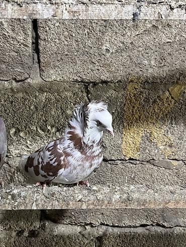 göyercinler: Saglam heyvanlar hec bir problemi yoxdu qiymet 3 ne aiddi tek tek — 9