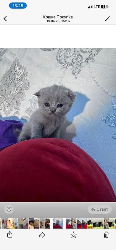 pişik cutləşdirilir: Şotland — 2