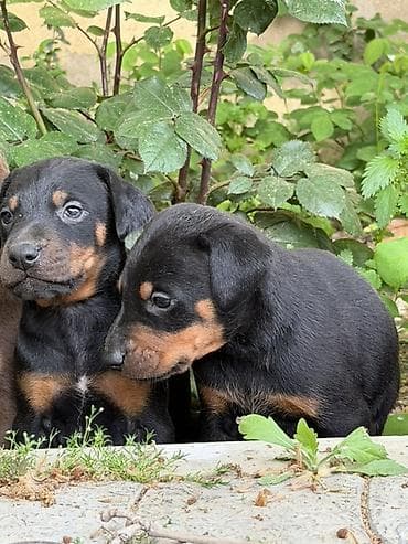 Doberman, 1 ay, Ünvandan götürmə