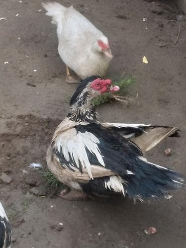 ördəkləri: Muscovy (hind) ördəklər - Şəkillərdəki cins: muskus/hind ördəyi (erkək — 2