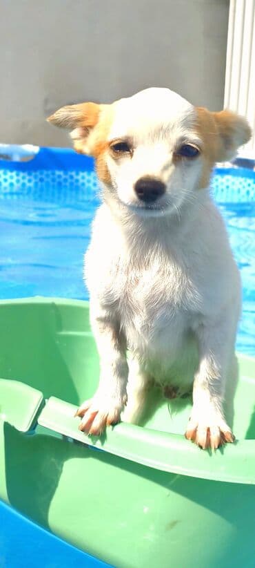 сколько стоит щенок чау чау: Чихуахуа, 4 месяца, Самец, С прививками, Самовывоз — 4