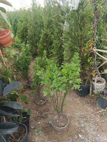 lipa ağacı: Evenimus — 1