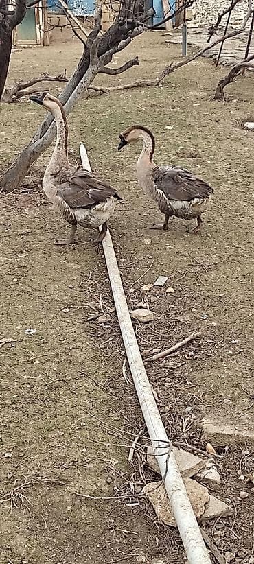 Гуси: Rusiya qazları 3 eded erkək.1ededi 40azn.ünvan Binəqədi kendi real — 4