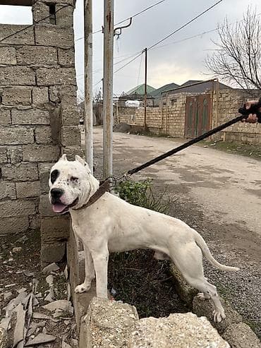 etibarlı əllərə itlər: 11 ay, Erkek, Peyvəndli — 1