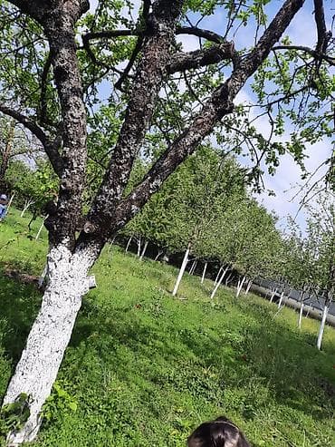 lehis baglari torpaq satilir: 12 sot, Tikinti, Mülkiyyətçi, Kupça (Çıxarış) — 7