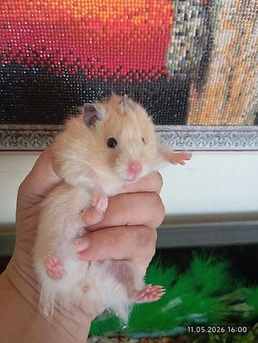 Suriyalı (Suriya) hamster balaları Məhsul təsviri: - Növ: Suriyalı