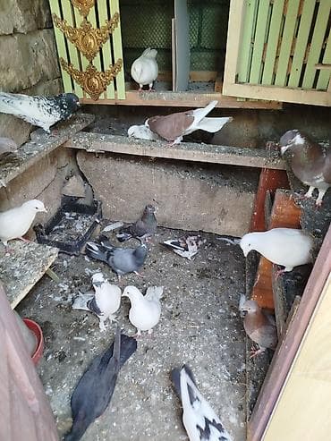 tetra quşu: Hamısı biryerde satılır — 3