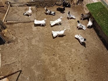 ağ goyərcin: Müxtəlif rənglərdə, o cümlədən ağ, qara və qarışıq naxışlı lələklərə — 1