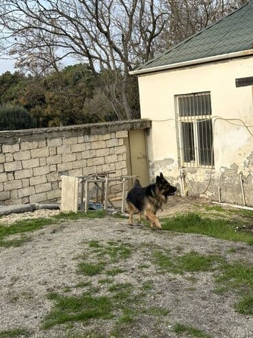 Quşlar: Alman çoban iti, 1 il — 3