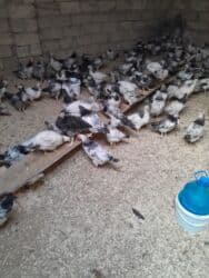 çöl ördeyi: Kəsilib təmizlənmiş, çox sayda olarsa 12 manatdan başlayan qiymət,, — 4