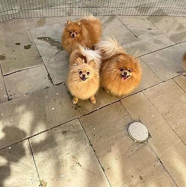 Şpitz, 4 ay, Dişi, Peyvəndli, Ünvandan götürmə, Ödənişli çatdırılma, Rayonlara çatdırılma