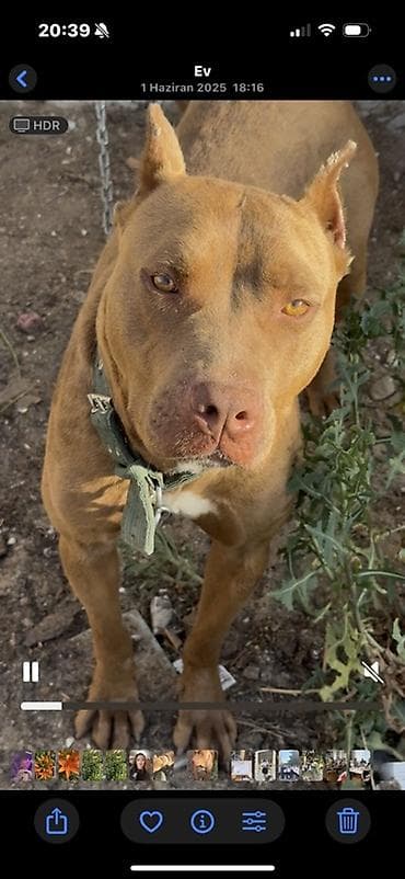 xaski itleri: Pitbul, Peyvəndli — 5