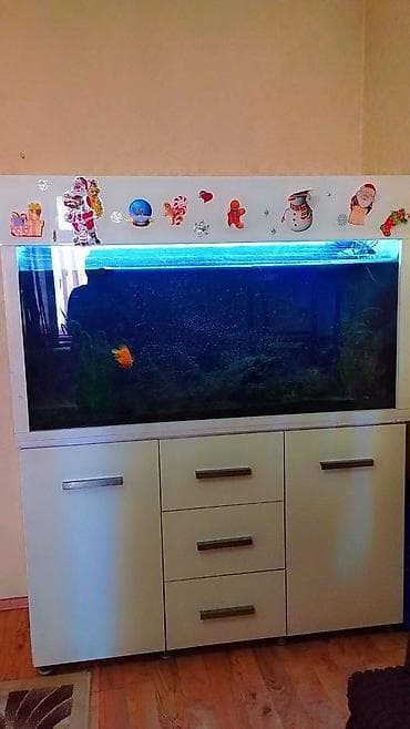 baliq akvarium satisi: Endirim edildi❌ Akvarium 360 azn Icinde 3 eded baliq ve icinin — 2