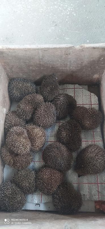 boğaz keci: Yeni kirpilerimiz satisa geldi buyurun deyerli musterilerimiz bag — 1