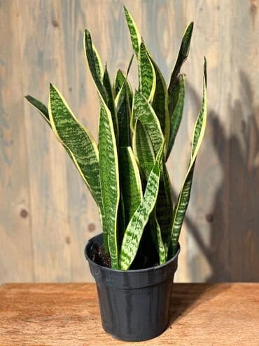 Gübrələr: Otağınıza təbiət gözəlliyi gətirəcək qırmızı anturium bitkisi. Parlaq — 8