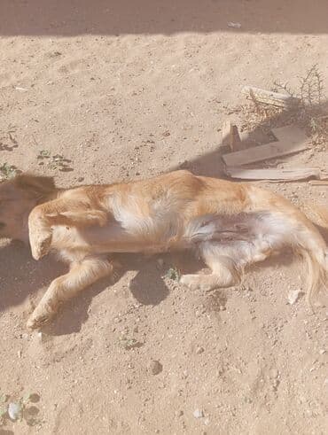 pekines balaları: Pekines, Dişi — 5