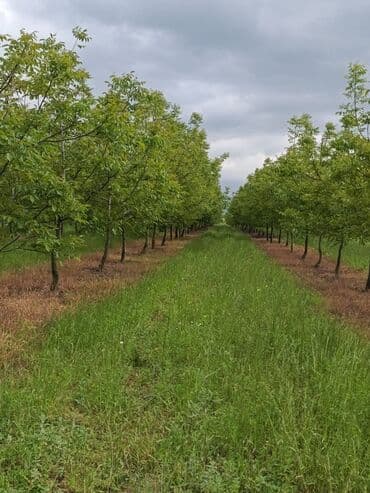 isti ağlay: Qoz chandler- 8 ha 7 illik, 4 ha 2 illik alma qızılehmed- 1 ha 4 — 17
