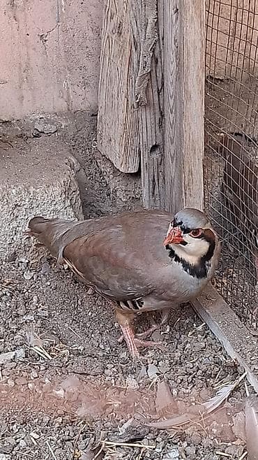Xinali keklik qusu 8 ayliqdir fərədi saglamdir lalafo.az -da Xinali keklik qusu 8 ayliqdir fərədi saglamdir