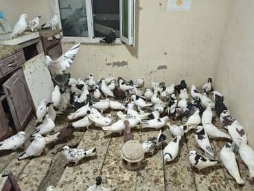 Salam aleykum 5 manatdan 10 manata kimi quslar kürdəxanı da di Vatsapa