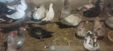 Gəmiricilər: Həm kəsilməli həm də damazlıq lal ördəklər.Qiymətlər ölçülərinə görə — 2