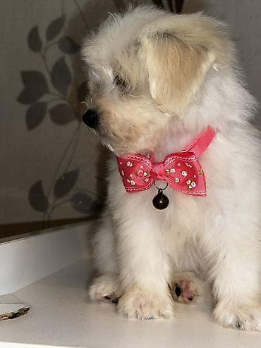 şirin it adları: Pudel, Peyvəndli — 5